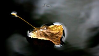 Sustainability_Leaf in water.jpg