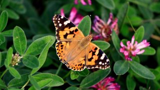 Orion_Fauna_butterfly_2009_08_03_6556-1.jpg