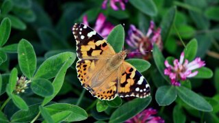 Sustainability_Butterfly.jpg